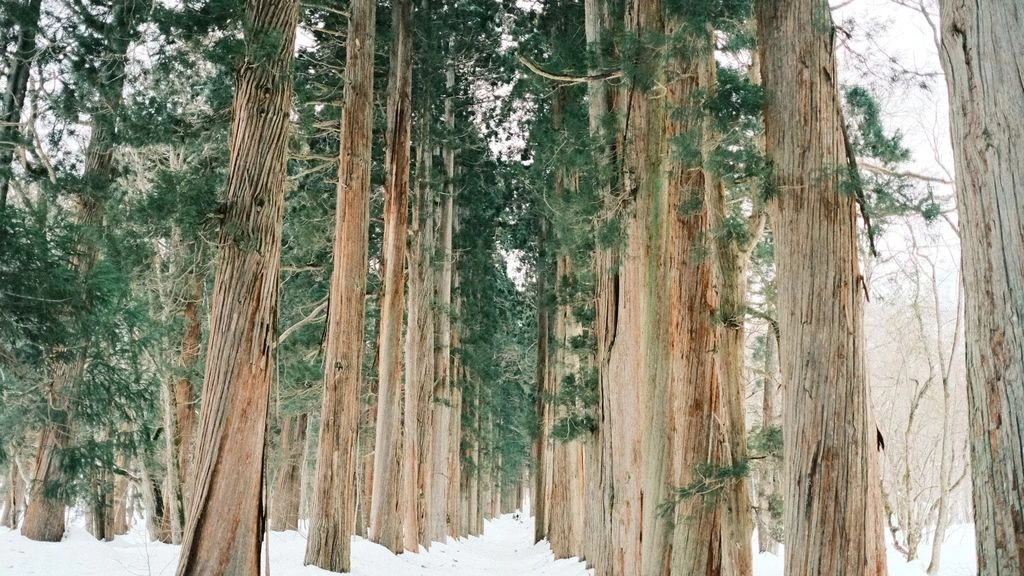 A cedar forest on the ridge above Shigaraki at golden hour